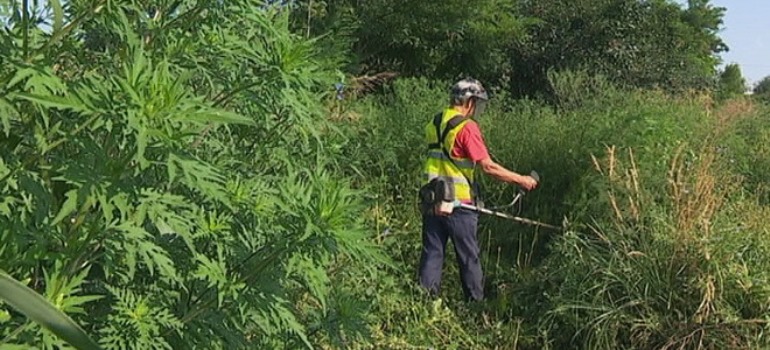 Ambrozija preti, u toku košenje zakorovljenih površina, Vrbas